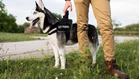 Dog Handler Dog Handler providing Security services in Manchester